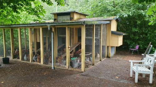 a chicken coop with a bunch of chickens in it at Airbnb-lejligheder, Villerslev in Villerslev