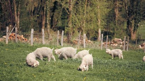 a herd of sheep grazing in a field of grass at Joy Tiny House Perche in Madeleine