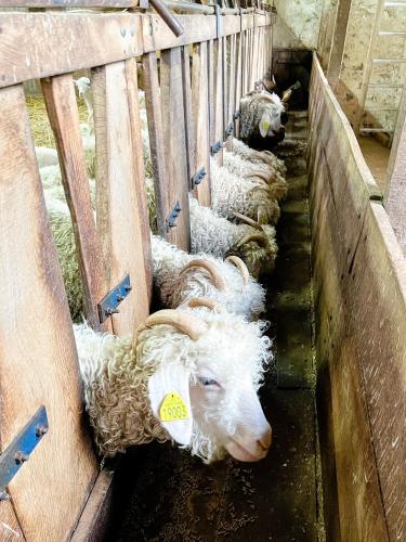 a group of sheep laying in a pen at Joy Tiny House Perche in Madeleine