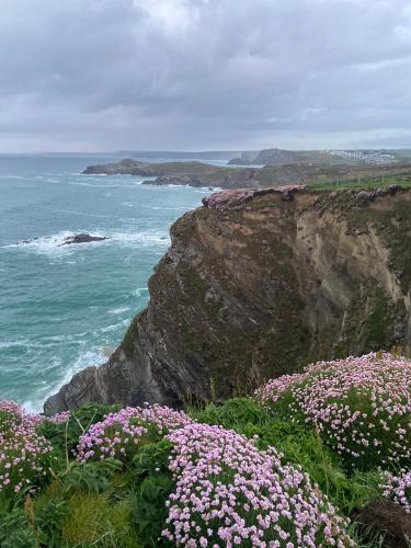a bunch of flowers on a cliff near the ocean at Aquarius B&B in Newquay