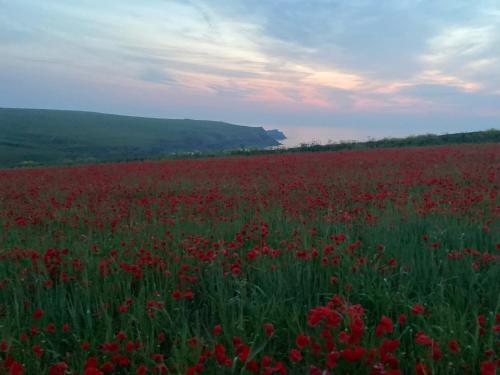 a field of red flowers in a field at Aquarius B&B in Newquay