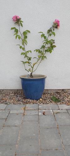 a plant in a blue pot next to a wall at Granary Villa in Kidderminster