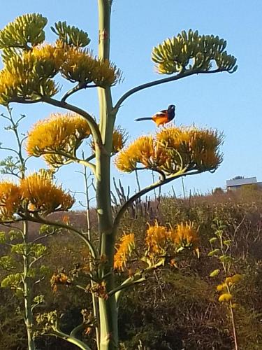 a bird perched on the top of a plant at Villa San Sebastian Curaçao in Fontein