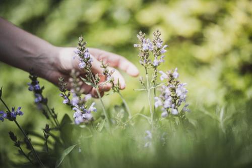 a person holding a bunch of purple flowers at Residence Nives in Bressanone