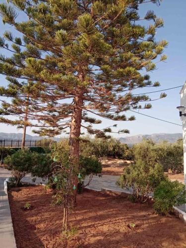 a pine tree in a yard next to a street at The Captain in Elafonisos