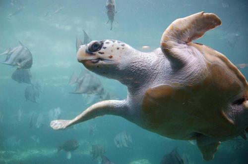 a green sea turtle swimming in the water at RSR3C - Sunsets Galore in Rodanthe