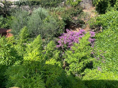 a garden with purple flowers and green plants at Studio apartment with swimming pool in Jelsa
