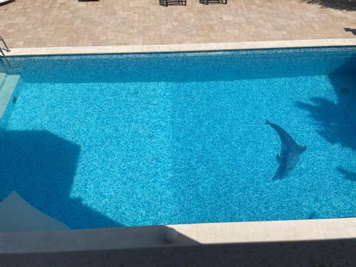 a dolphin swimming in a blue swimming pool at Studio apartment with swimming pool in Jelsa