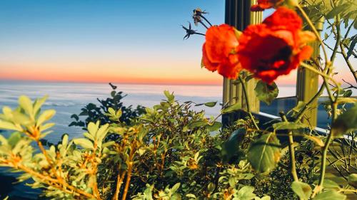 a vase filled with red flowers sitting on a window at Pearl of Black Sea in Rize