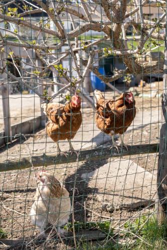 three chickens are standing in a cage at Urlaub am Jauerling in Oberndorf