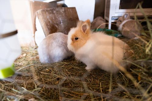 two white and orange rabbits sitting on hay at Urlaub am Jauerling in Oberndorf
