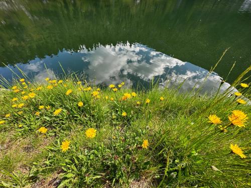 a reflection of the sky in the water with flowers at Michlbauer - Kaufmann Aloisia in Sankt Peter ob Judenburg