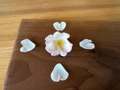 a white flower sitting on top of a table at Michlbauer - Kaufmann Aloisia in Sankt Peter ob Judenburg