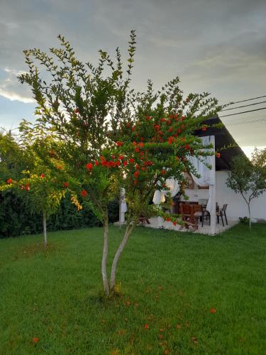 a tree with red berries on it in a yard at Cabana Timeea in Ostrovu Corbului