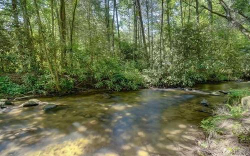 a stream in the middle of a forest with trees at Keepin it Reel in Ellijay