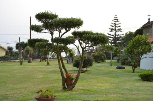 a small pine tree in a yard with flowers at Casa Patricia in Pontevedra