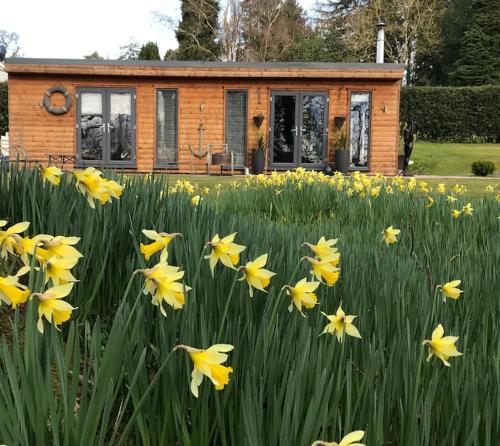 un champ de fleurs jaunes devant une maison dans l'établissement Log cabin rural retreat in beautiful countryside, à Lapworth