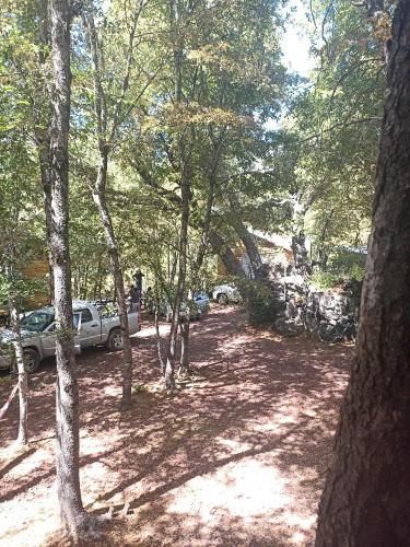 a forest of trees with a car parked on a dirt road at Cabañas Huilipan in Las Trancas