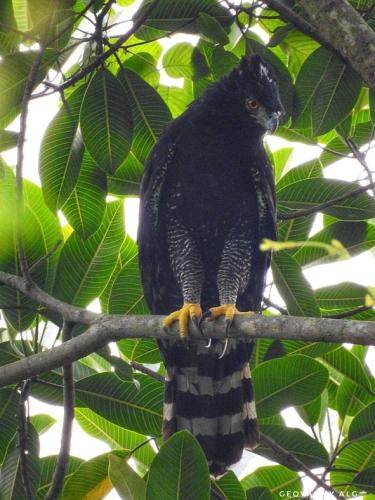 a black bird sitting on a tree branch at Glamping eco descanso la vega Nocaima in Nocaima