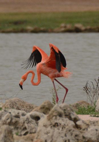 Animales en el apartamento o alrededores