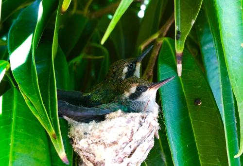Animales en el apartamento o alrededores