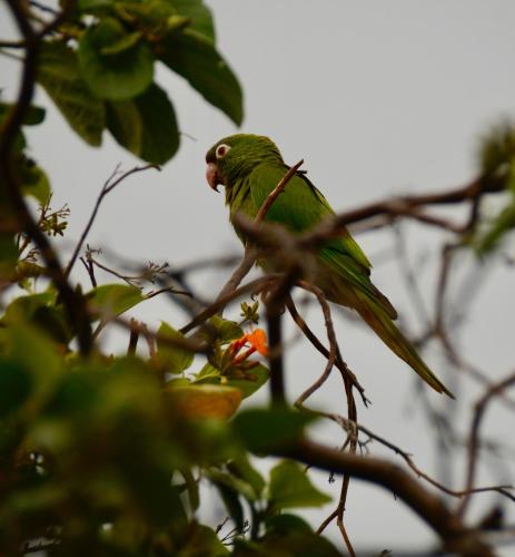 Animales en el apartamento o alrededores