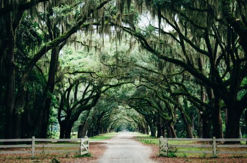 a road lined with trees and a fence at Hotel Indigo Savannah Historic District by IHG in Savannah