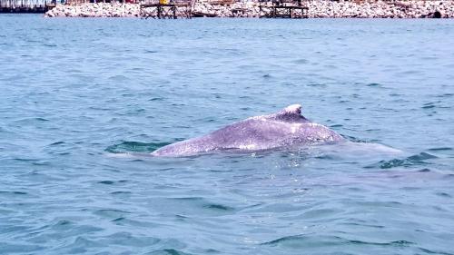 a purple dolphin swimming in the water at Khwahol Guesthouse in Don Sak