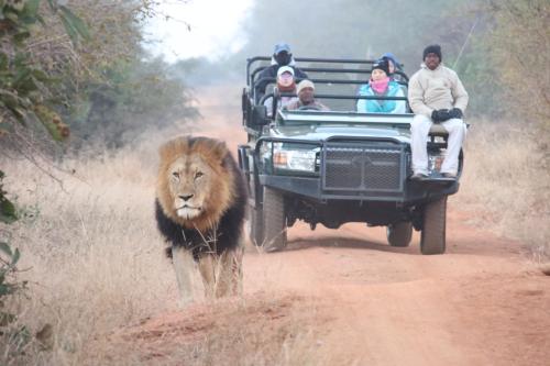 a lion walking on a dirt road next to a truck at Karongwe - Becks Safari Lodge in Hoedspruit