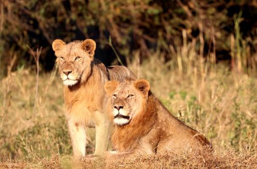 two lions standing in a field of tall grass at Karongwe - Becks Safari Lodge in Hoedspruit
