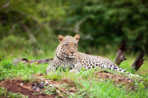 a leopard laying in the grass in a field at Karongwe - Becks Safari Lodge in Hoedspruit