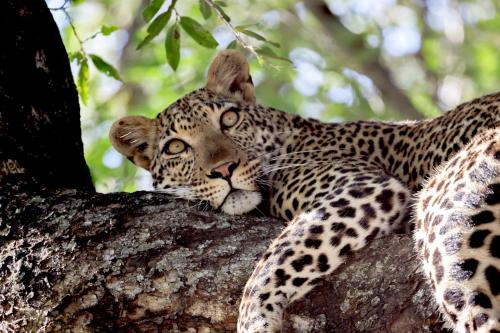 a leopard laying on the branch of a tree at Karongwe - Becks Safari Lodge in Hoedspruit