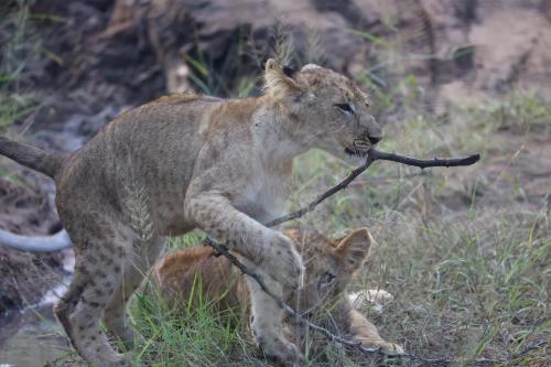 a lion cub playing with a stick in a field at Karongwe - Becks Safari Lodge in Hoedspruit