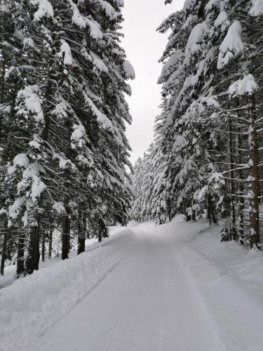 a snow covered tree lined road with snow covered trees at Panorama Apartment Gerlitzen in Treffen