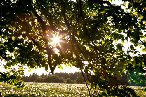 a field of flowers with the sun shining through a tree at Adami Country Guesthouse in Vainupea
