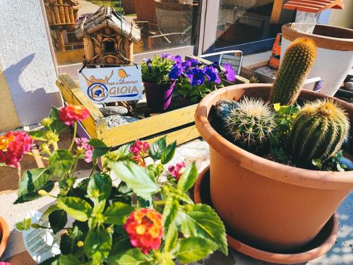 un grupo de cactus y otras plantas en macetas en B&B GIOIA, en Catanzaro