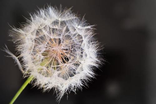 a dandelion blowing in the wind at Fiesch-Lax Minnig Moritz in Lax