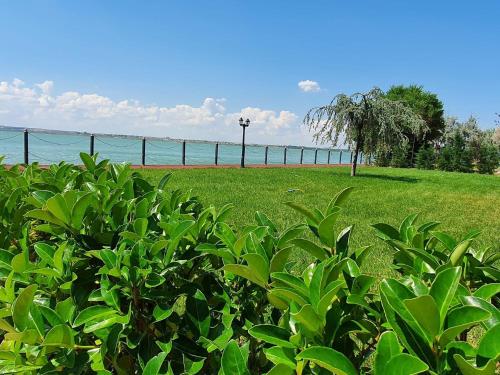 a field of green plants with the ocean in the background at Solid Luxury Studio in Mamaia