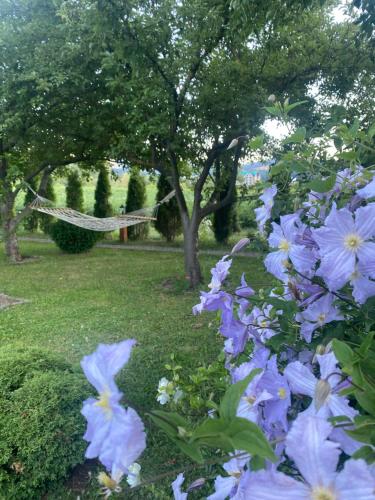 Gallery image of Blue Village Lux in Kolašin