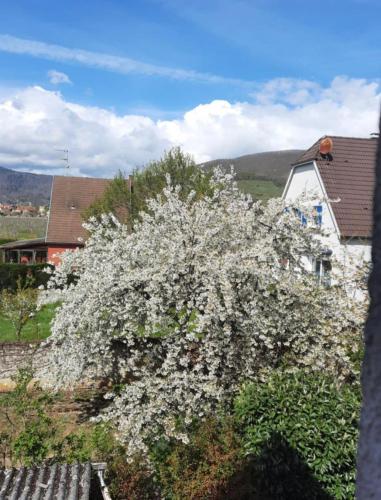 a tree with white flowers in front of a house at Le Cerisier - Route des vins - Parking et terrasse avec vue sur montagnes et vignoble in Sigolsheim