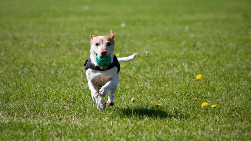a dog running in a field with a ball in its mouth at Chalet Mon Sousou in Nendaz