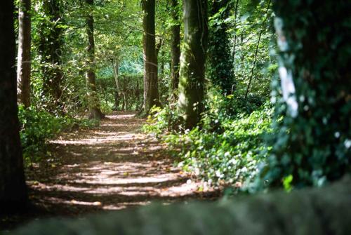 a dirt trail in a wooded area with trees at Cunninghame 2 in Beith