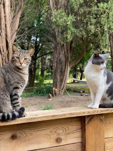 two cats sitting on top of a wooden fence at Appartement Les Cyprès de l’Île in Avignon
