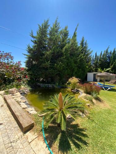 a garden with a pond with a palm tree at Chalet Brisas del Mar in Chiclana de la Frontera