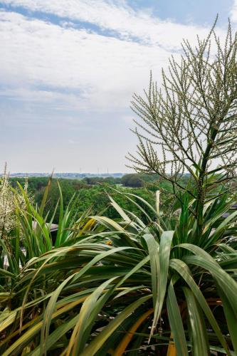 a group of green plants in a field at Loft Living Parkview Suite in Nieuwpoort