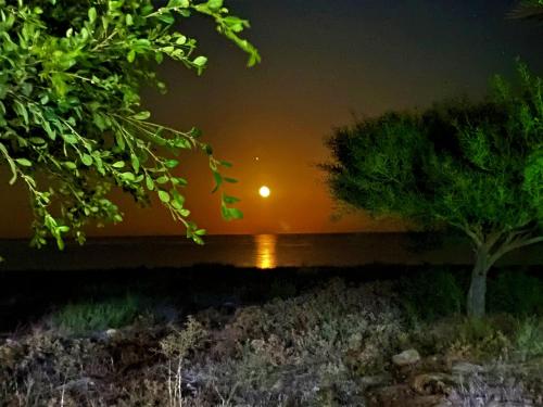 a sunset over the water with a tree in the foreground at Paradise Karpaz Hotel & Restaurant in Rizokarpaso