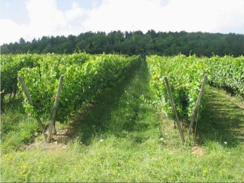 a vineyard with rows of grapes in a field at Domaine Les Hauts Prés in Villaines-les-Prévôtes