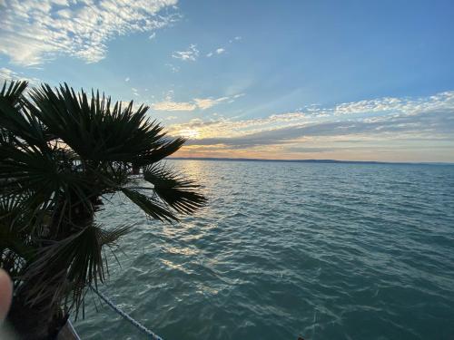 a palm tree in front of a body of water at Villa Bauhaus Wellness Apart-Hotel in Siófok