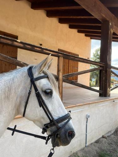 a white horse standing in front of a building at Torre del Marqués Hotel Spa & Winery - Small Luxury Hotels in Monroyo
