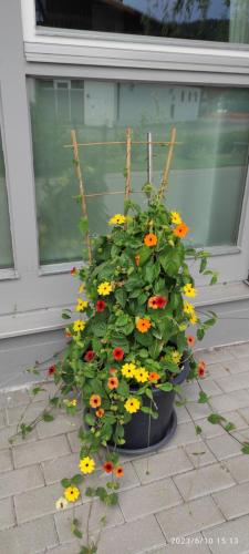 a plant in a pot in front of a window at Ferienhaus am Bach in Achslach